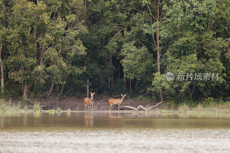 动物:一小群棕色鹿角鹿，也被称为坡鹿，或thamin (Rucervus eldii或Panolia eldii)。